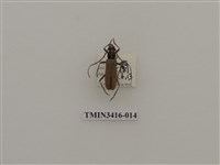 藏品(一色深山天牛)的圖片